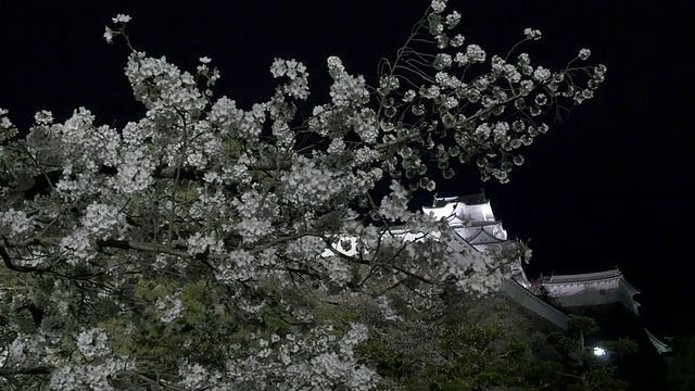 姬路城和樱花点亮视频素材