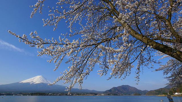 蓝天富士山和樱花在川谷地湖运动视频素材