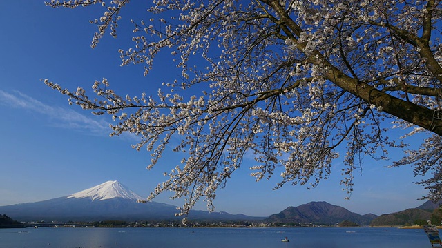 蓝天富士山和樱花在川谷地湖运动视频素材