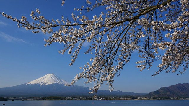 蓝天富士山和樱花在川谷地湖运动视频素材