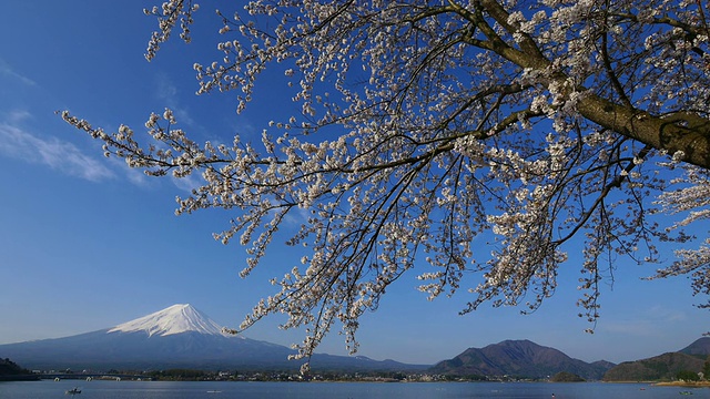 蓝天富士山和樱花在川谷地湖运动视频素材