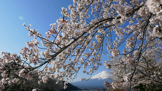 蓝天富士山和樱花在川谷地湖运动视频素材