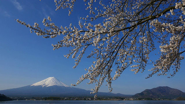 蓝天富士山和樱花在川谷地湖运动视频素材