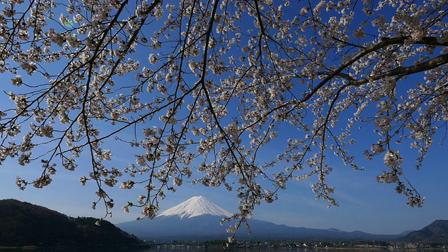 蓝天富士山和樱花在川谷地湖运动视频素材