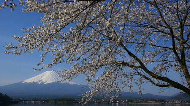 蓝天富士山和樱花在川谷地湖运动视频素材