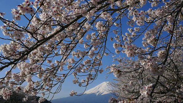 蓝天富士山和樱花在川谷地湖运动视频素材