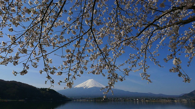 蓝天富士山和樱花在川谷地湖运动视频素材