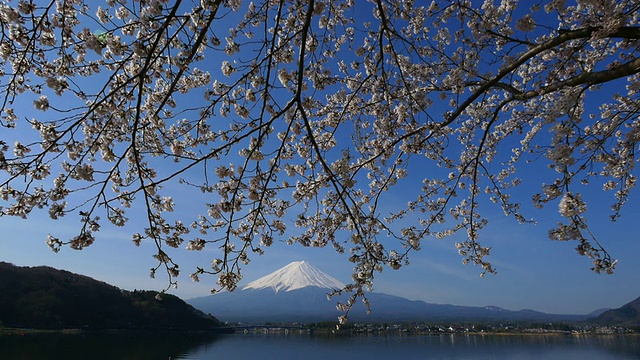 蓝天富士山和樱花在川谷地湖运动视频素材