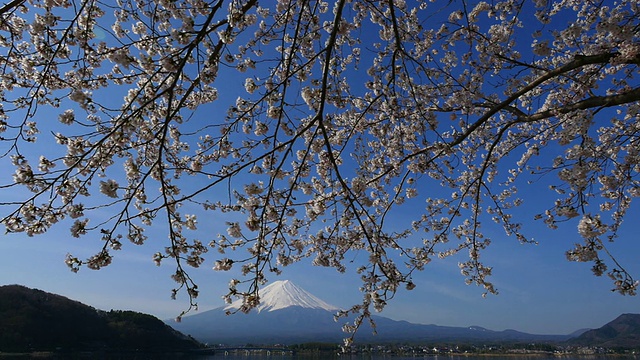 蓝天富士山和樱花在川谷地湖运动视频素材