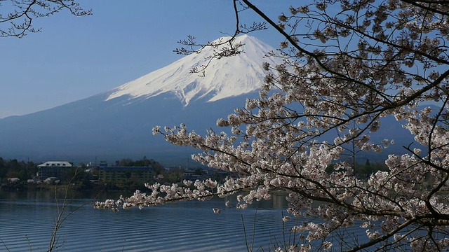 蓝天富士山和樱花在川谷地湖运动视频素材