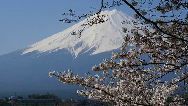 蓝天富士山和樱花在川谷地湖运动视频素材