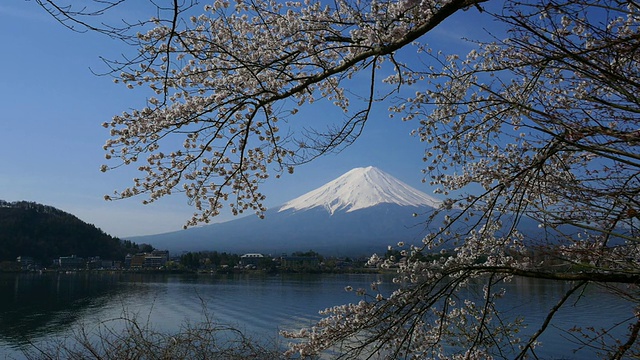 蓝天富士山和樱花在川谷地湖运动视频素材