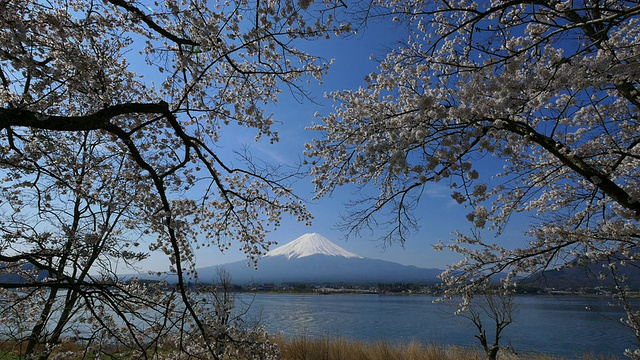 蓝天富士山和樱花在川谷地湖运动视频素材