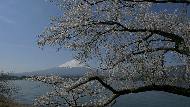 蓝天富士山和樱花在川谷地湖运动视频素材