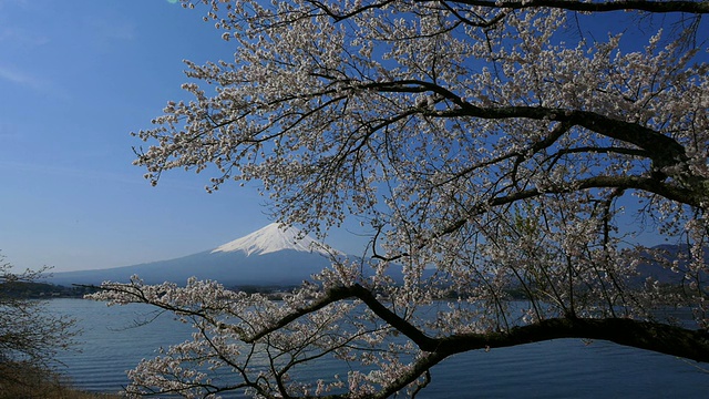 蓝天富士山和樱花在川谷地湖运动视频素材