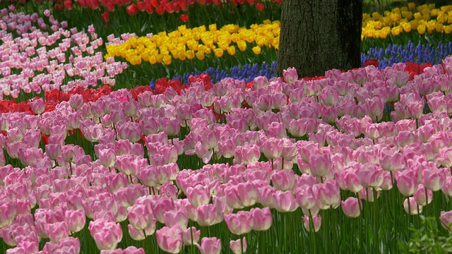 彩色郁金香花多莉运动视频素材