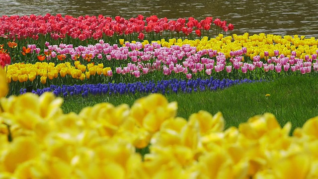 彩色郁金香花多莉运动视频素材