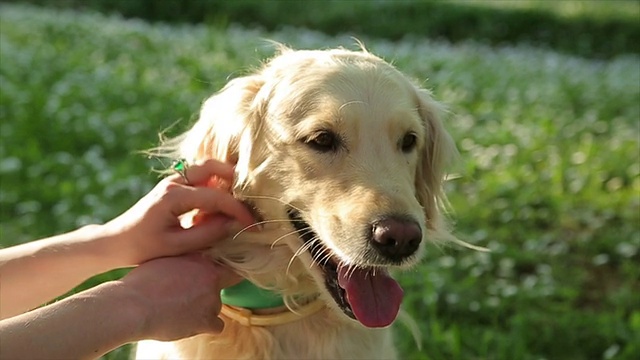 金毛猎犬视频素材