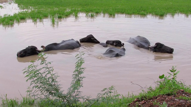 水牛视频下载