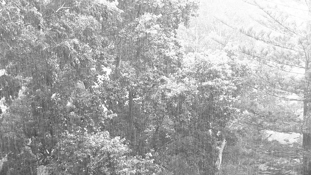 热带风暴和暴雨落在树上视频下载