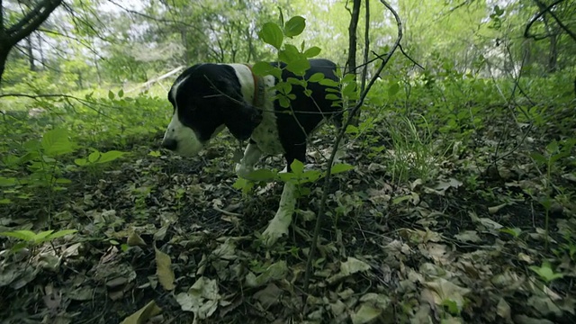 玩狗视频素材