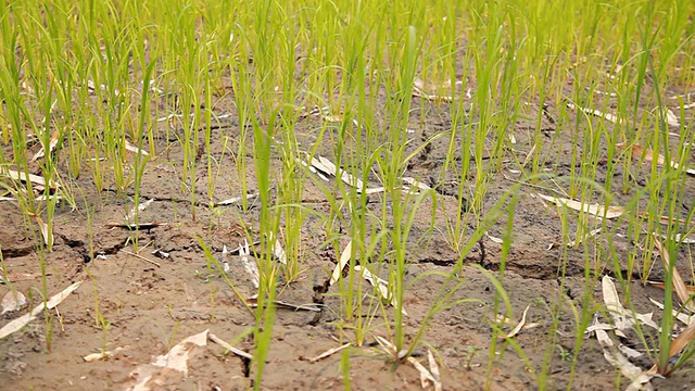 HD多利:在干燥的土地上种植水稻。视频素材