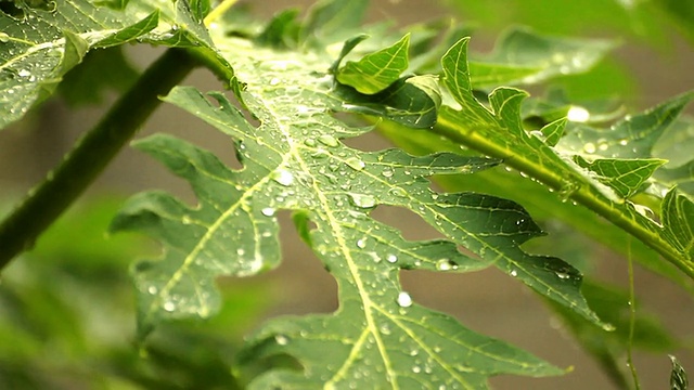 雨打树叶视频素材