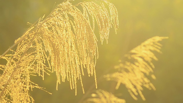 近景:日落时分，风中的草花视频素材