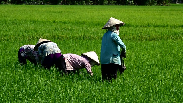 越南妇女种植水稻2视频素材