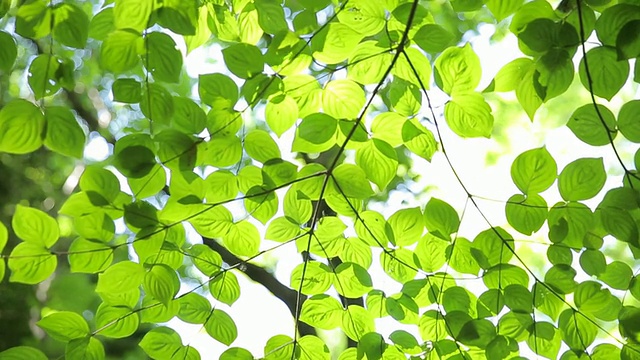 绿色植物视频素材