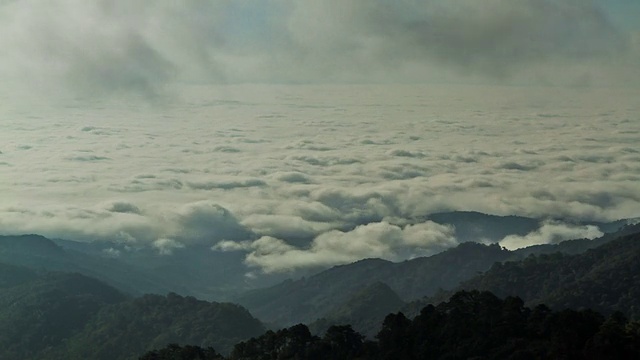 雾山森林。视频素材