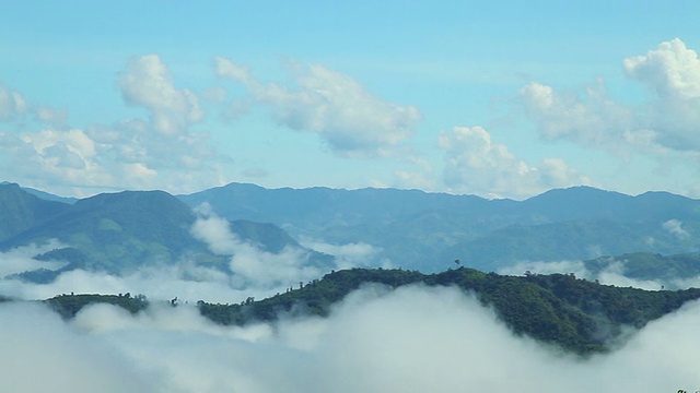 雾山森林。视频素材