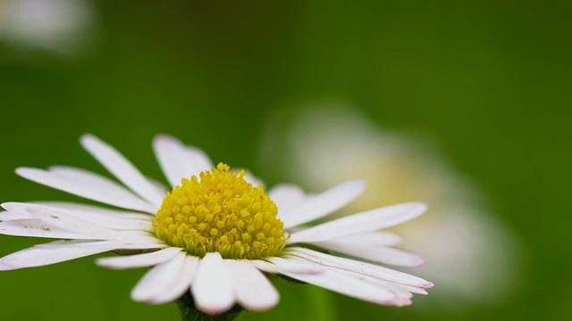 雏菊花头的R/F镜头视频素材