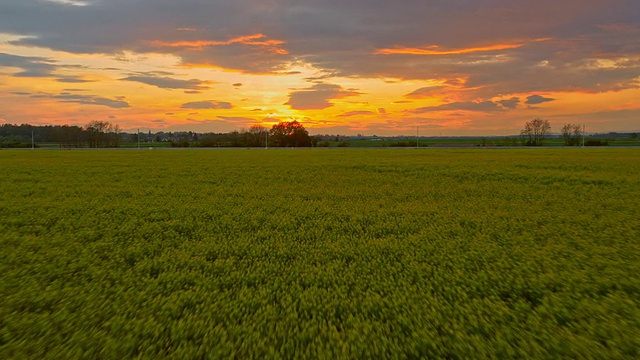 夕阳下的油菜田视频素材