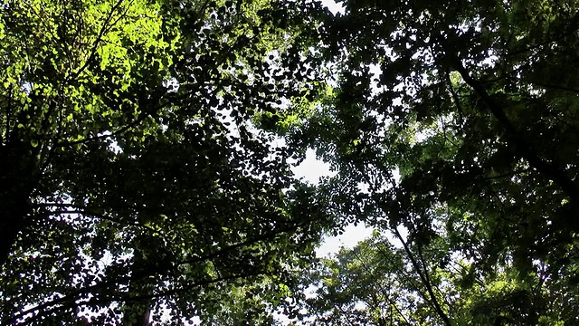 追踪拍摄下绿色的森林树冠，施普雷瓦尔德，德国视频下载