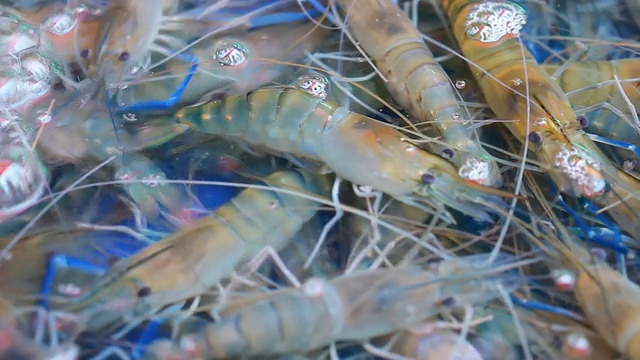 海鲜市场的新鲜活虾视频素材