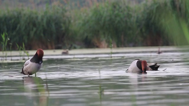 共同的Pochard (Aythya ferina)视频下载