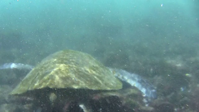 夏威夷游海龟视频素材