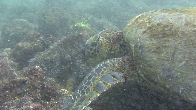 夏威夷游海龟视频素材