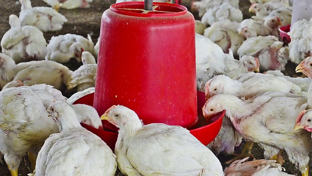 用家禽饲养器喂食的母鸡视频下载