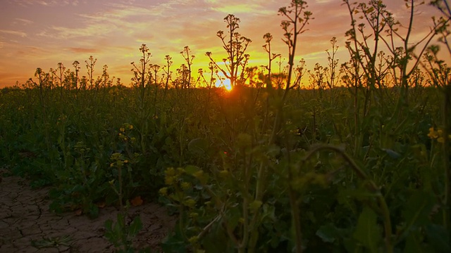 夕阳下的油菜地视频素材