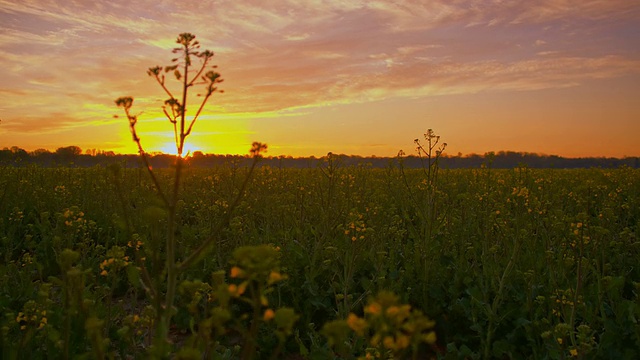 在夕阳下穿过油菜地视频素材