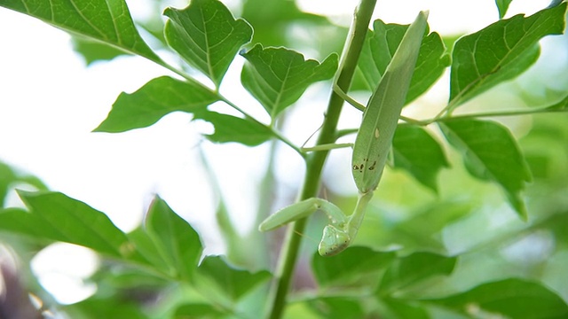 螳螂视频素材