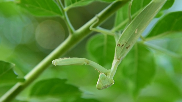 螳螂视频素材