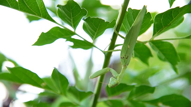 螳螂视频素材