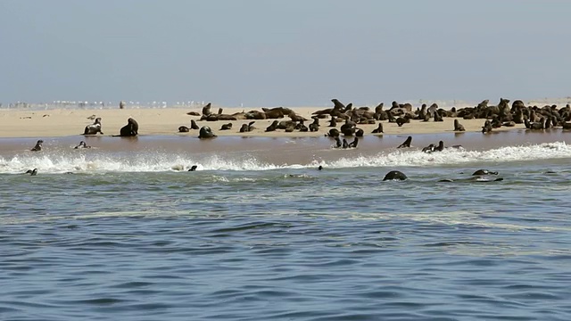 WS视图海豹殖民地/沃尔维斯湾，纳米比亚视频素材