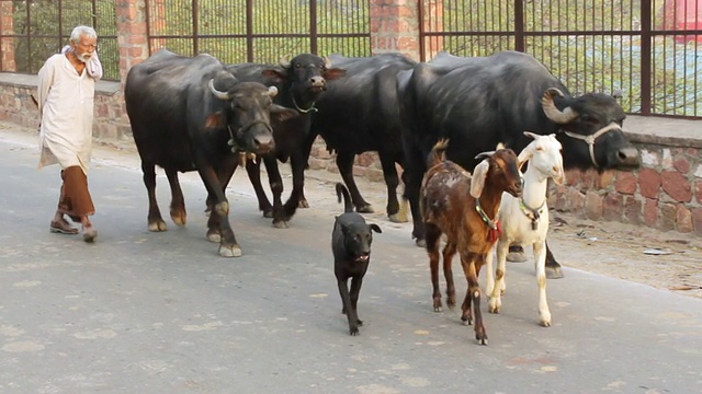 农民和他的水牛走在街上/ Murshidabad，西孟加拉邦，印度视频素材