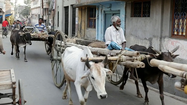 印度西孟加拉邦的Murshidabad，农民和他们的奶牛开车经过的MS镜头视频素材