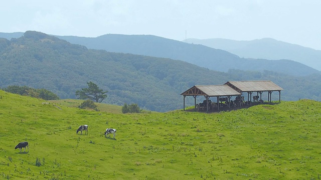 在韩国江原道平昌的大墙岭牧场(旅游景点)，奶牛在草地上漫游和进食视频素材