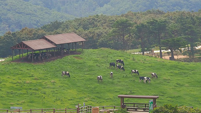 韩国江原道，平昌，Daegwallyeong牧场(旅游景点)，一群奶牛在吃草视频素材